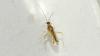 Campyloneura virgula